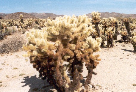Cholla-Kaktus
