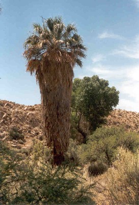 California Fan Palm und Cottonwood Tree