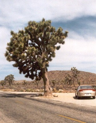 Joshua Tree