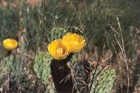 Prickley Pear Cactus