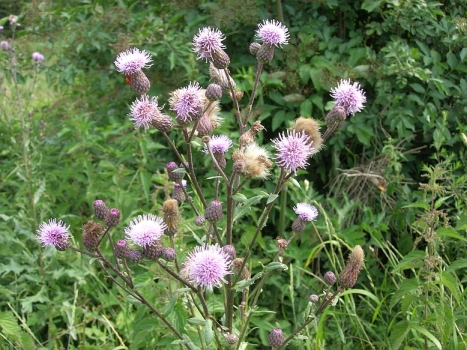 Blhende Distel