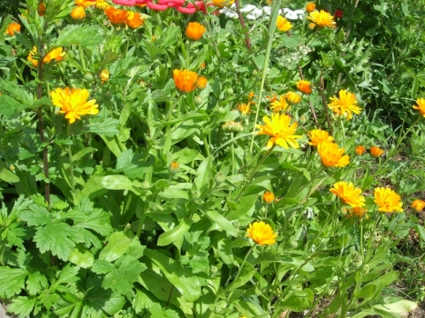Gelbe Blumen